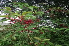 Viburnum erubescens